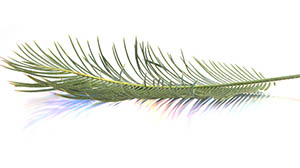 Feather Palm